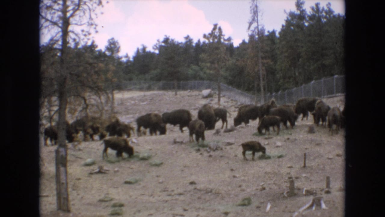 Bison and calves spread across a fenced enclosure near pine woods.