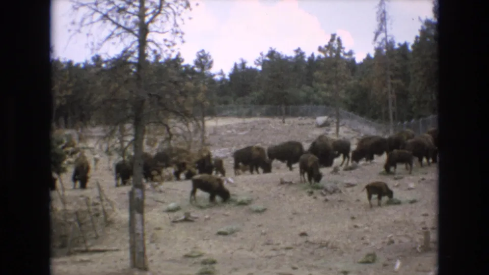 1973 Colorado Springs 8mm frame showing bison grazing near a foreground tree, with calves, rocky ground, chain-link fencing, and pine woodland in the background.