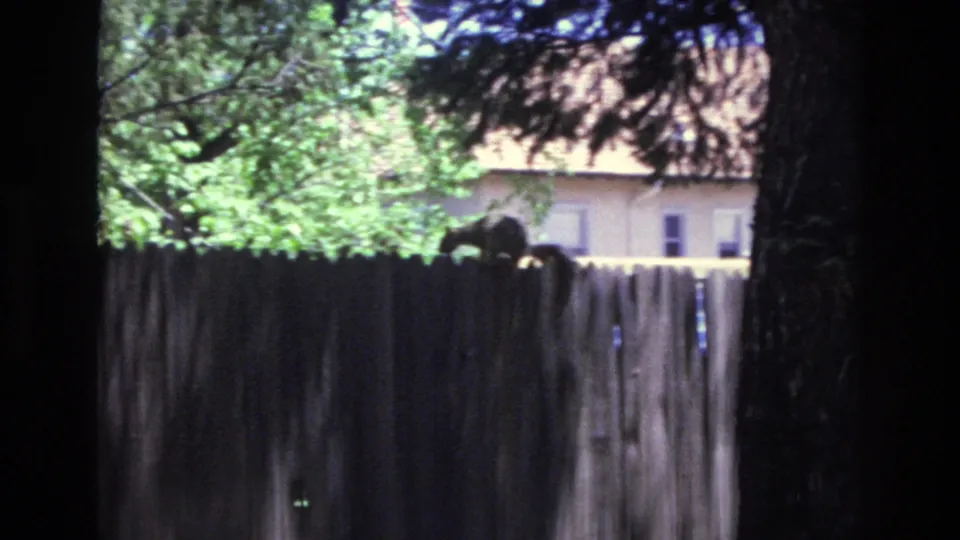 1973 Colorado Springs home-movie frame of a squirrel sitting on a wooden fence, with leafy branches and a light-colored house in the background.