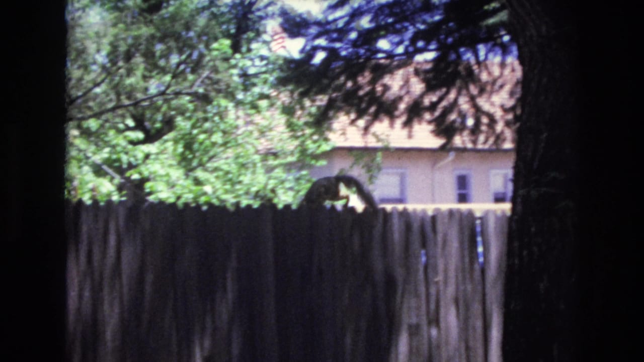 A squirrel sits on top of a wooden fence in Colorado Springs home-movie footage from 1973, with trees and a light-colored building behind it.