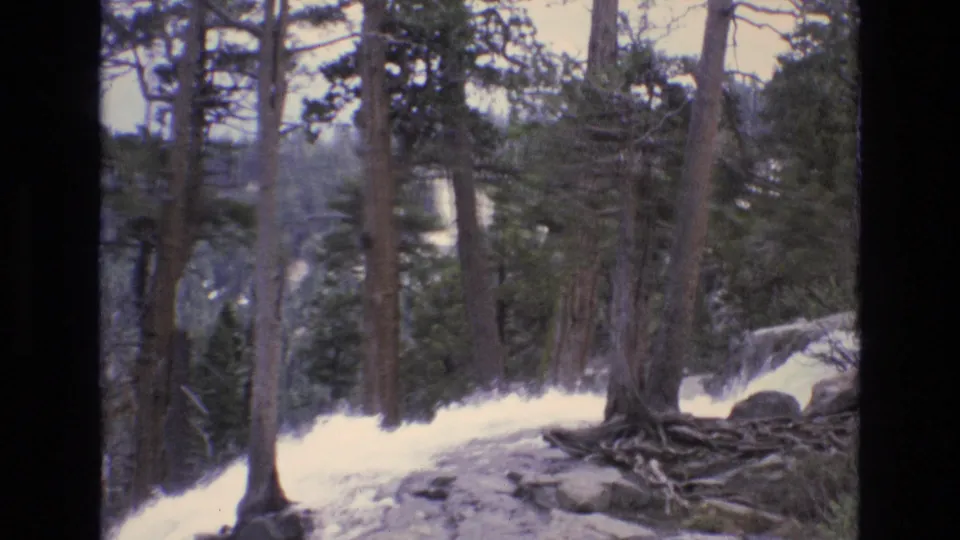 Forest scene from the Lake Tahoe 1973 home movie, showing tall pine trunks, exposed roots, rocky ground, and a bright stream or cascade moving through the trees.