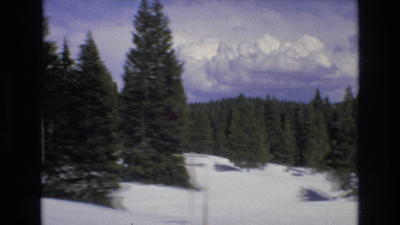 Evergreen trees standing in snow with forested hills beyond.