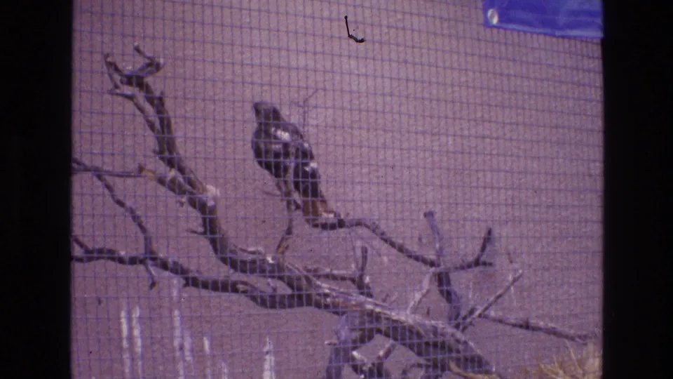 1973 New Mexico zoo footage showing a raptor-like bird perched on bare branches behind wire mesh, with the enclosure wall in the background.