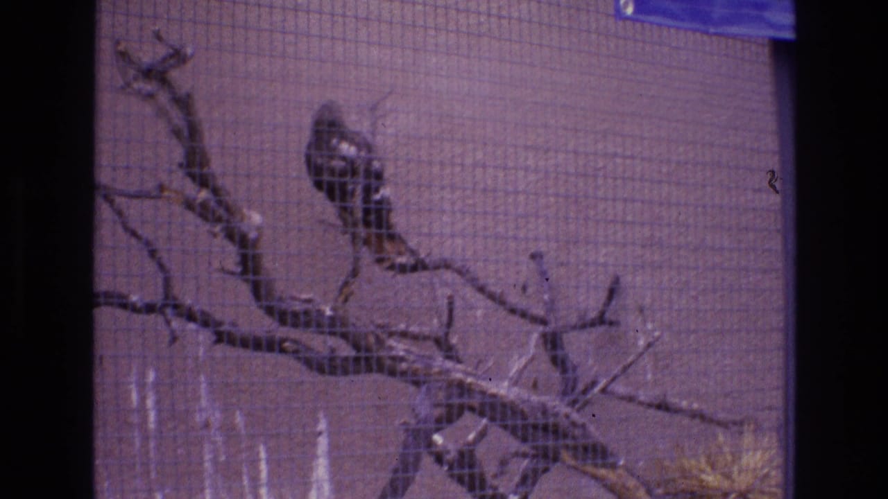 Small bird perched on a bare branch behind wire mesh in 1973 8mm New Mexico footage, with a dark vertical frame edge and soft purple film cast.