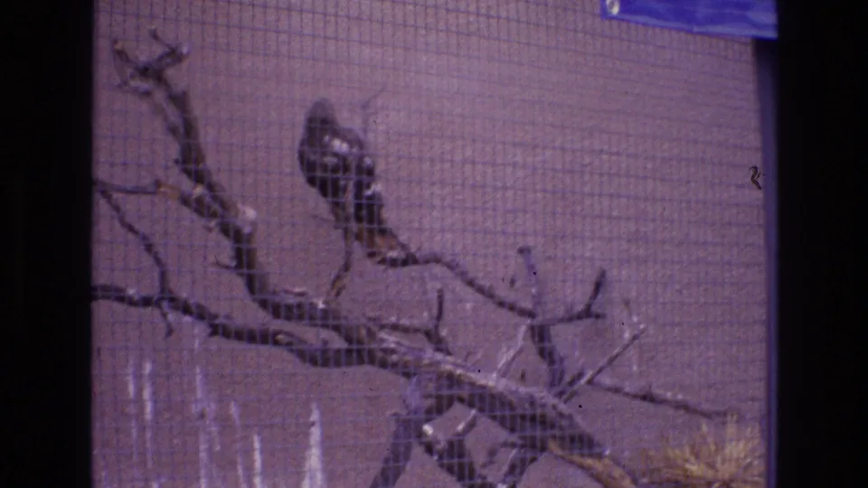 Small bird perched on a bare branch behind wire mesh in 1973 8mm New Mexico footage, with a dark vertical frame edge and soft purple film cast.