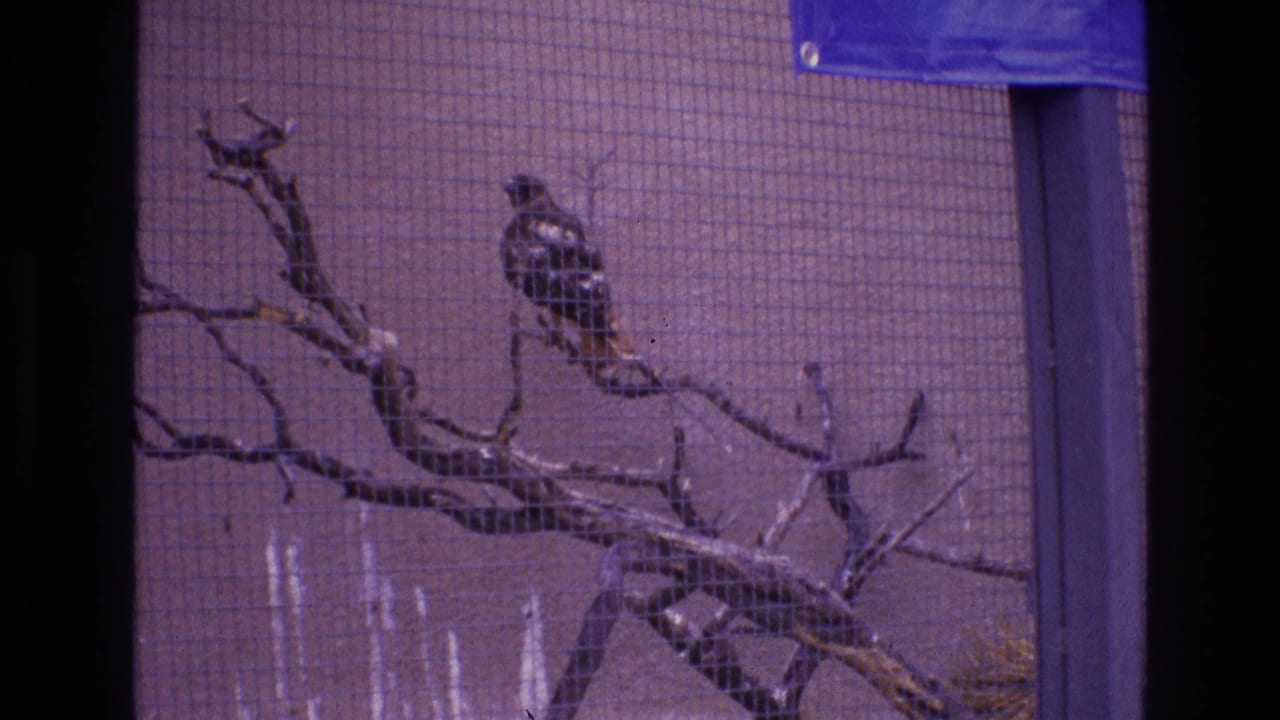 A small raptor-like bird appears perched on a branch inside a wire enclosure, seen in soft 1970s 8mm color with no people visible.