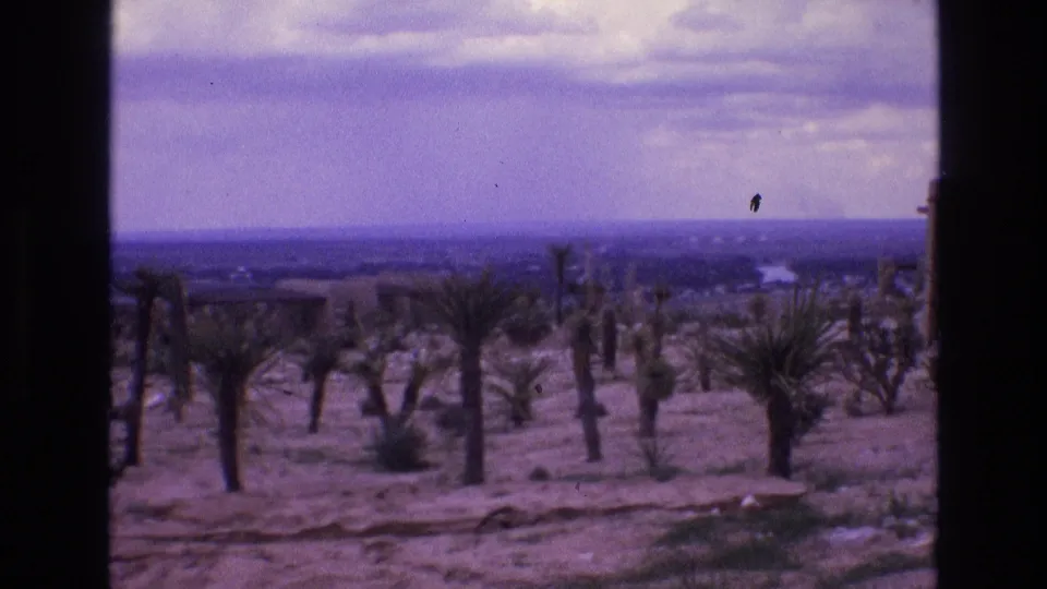 1973 New Mexico 8mm frame showing a dry sandy landscape with scattered palm or yucca-like plants, low shrubs, a flat distant horizon, and a pale purple-tinged cloudy sky.
