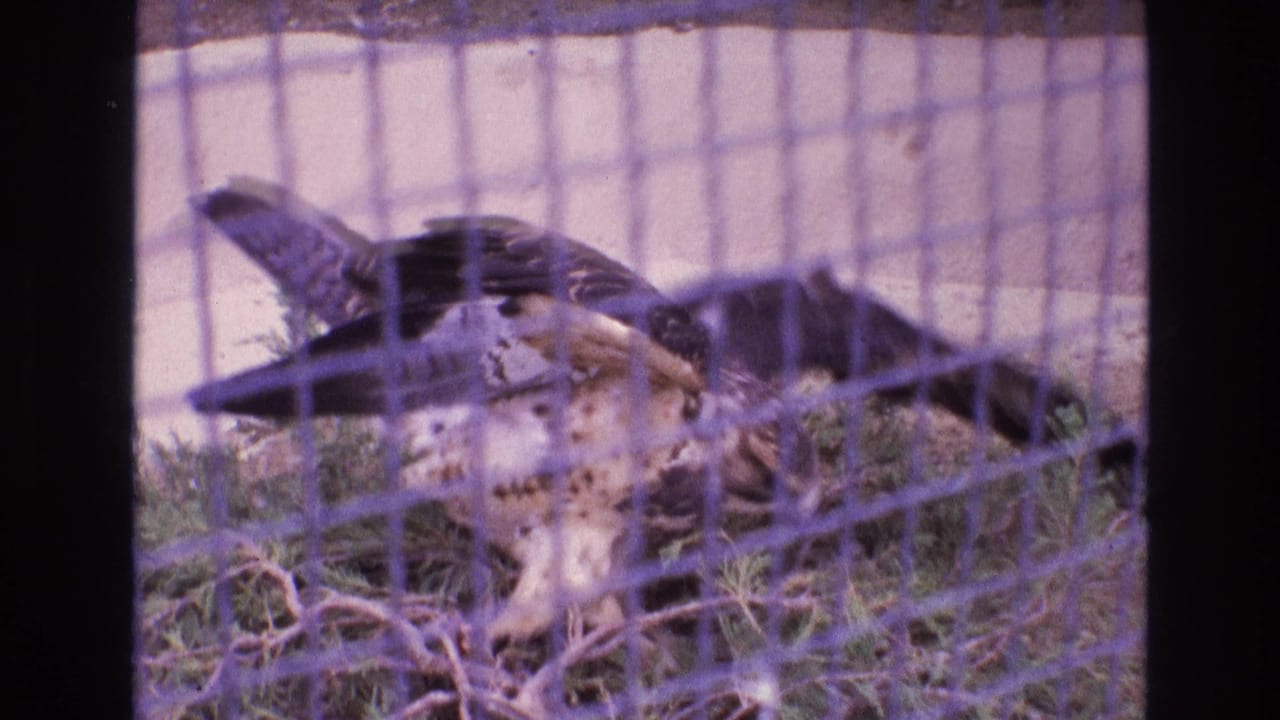 1973 New Mexico 8mm frame of a large mottled brown-and-white bird of prey behind wire mesh, with wings partly raised in a sparse enclosure.