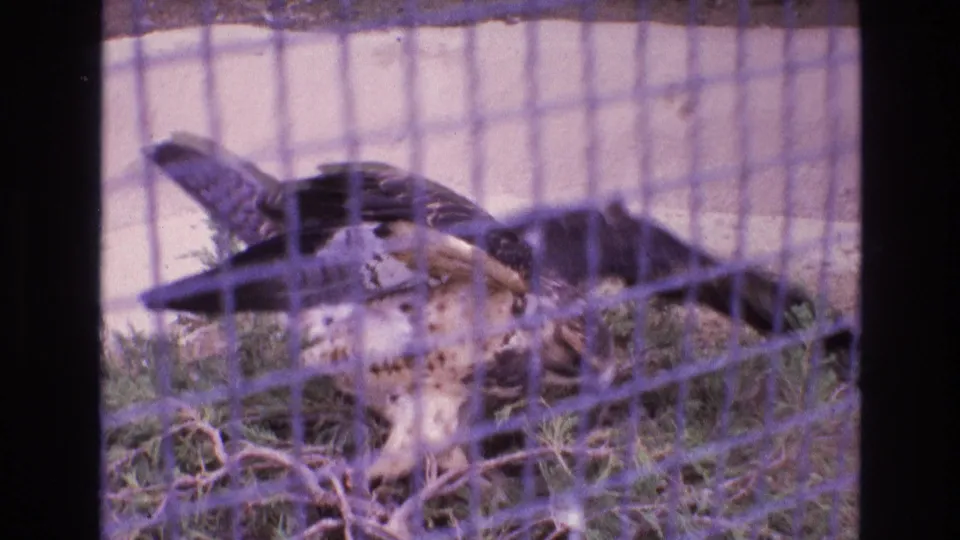 1973 New Mexico 8mm frame of a large mottled brown-and-white bird of prey behind wire mesh, with wings partly raised in a sparse enclosure.