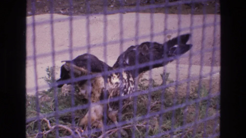 1973 New Mexico 8mm frame showing a large raptor crouched or moving low in a wire enclosure, partly obscured by mesh and desert vegetation.