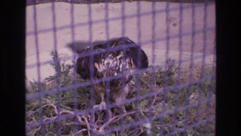 1973 New Mexico 8mm frame of a large bird of prey turned away inside a wire enclosure, its dark wings and pale lower feathers partly hidden by mesh.