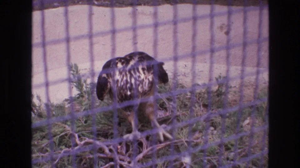 A mottled brown and black bird forages inside a wire mesh enclosure with sparse greenery and dry branches, from 1973 New Mexico 8mm home-movie footage.