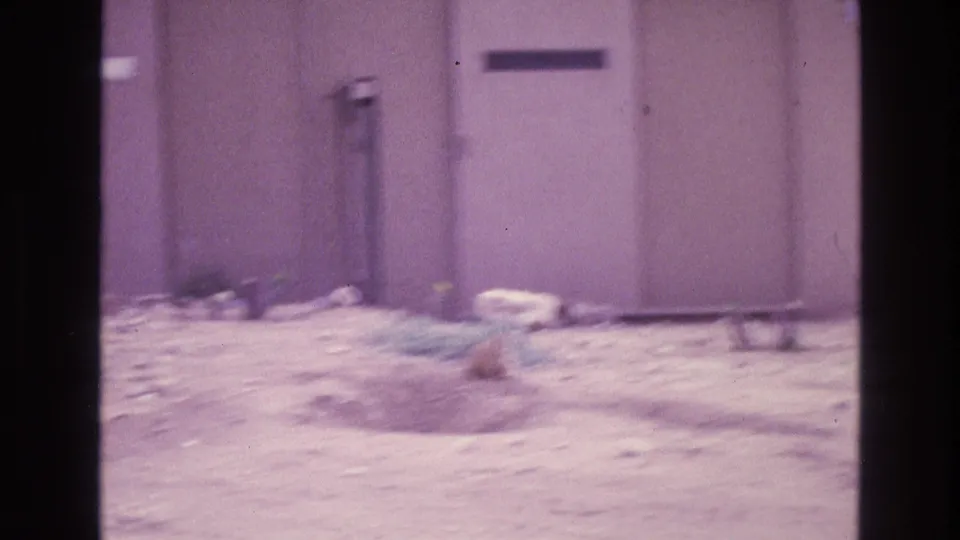 Soft, purple-tinted 8mm frame of a light brown cat low to the ground near a beige exterior wall in New Mexico, based on the supplied 1973 clip metadata.