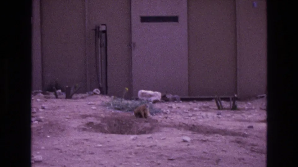 Light brown cat sits alertly near a shallow burrow-like depression on dusty ground outside a plain beige building in the supplied New Mexico 1973 footage.