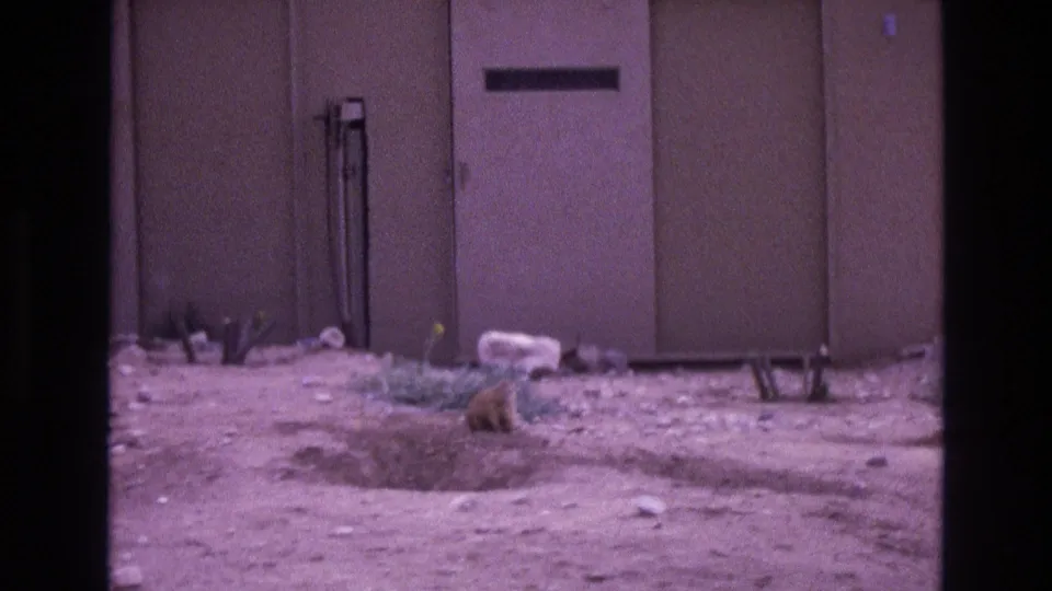 A small brown cat holds near a burrow-like opening in a dry exterior area, with a door, wall panels, and sparse weeds visible in the 1973 New Mexico home-movie frame.