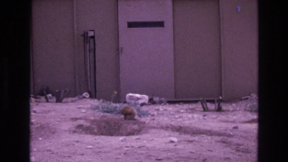 Final 8mm frame shows the cat still near the shallow ground opening outside a plain beige structure, with faded purple color and visible film grain.