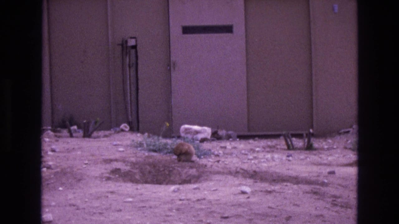 Prairie dog near a burrow in dusty ground beside a plain wall.