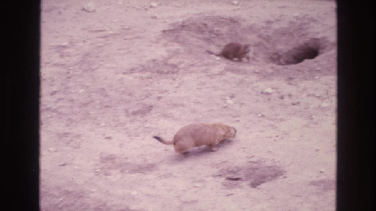 Prairie dog walks across dusty ground near several burrow holes.