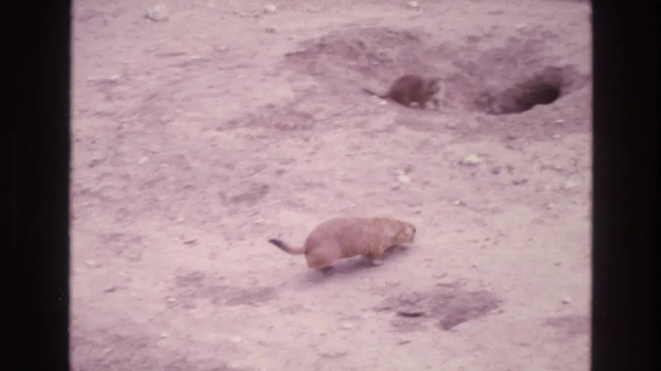 A prairie dog walks across dry New Mexico ground in a 1973 8mm frame, with multiple burrow openings visible in the background.