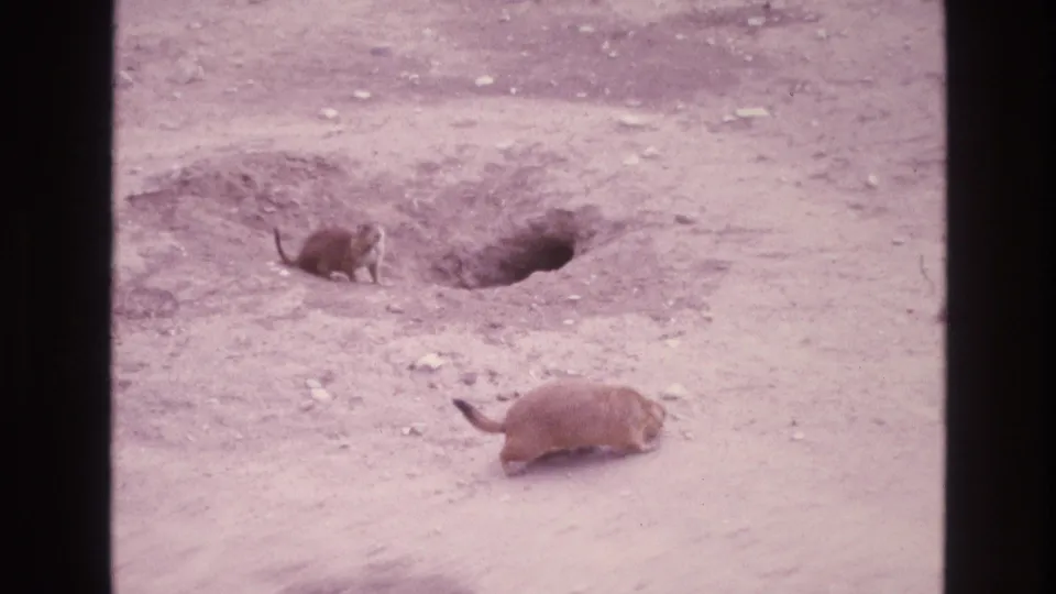 Two prairie dogs are visible in this 1973 New Mexico 8mm frame, one near a burrow and another crossing the dusty foreground.