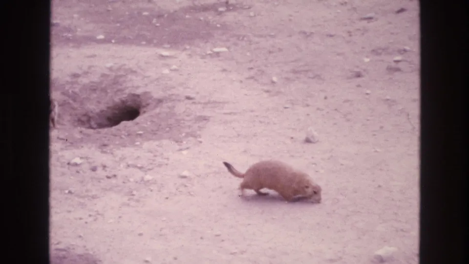 A prairie dog moves across a dusty New Mexico setting in a 1973 8mm frame, with a dark burrow opening set into the ground behind it.