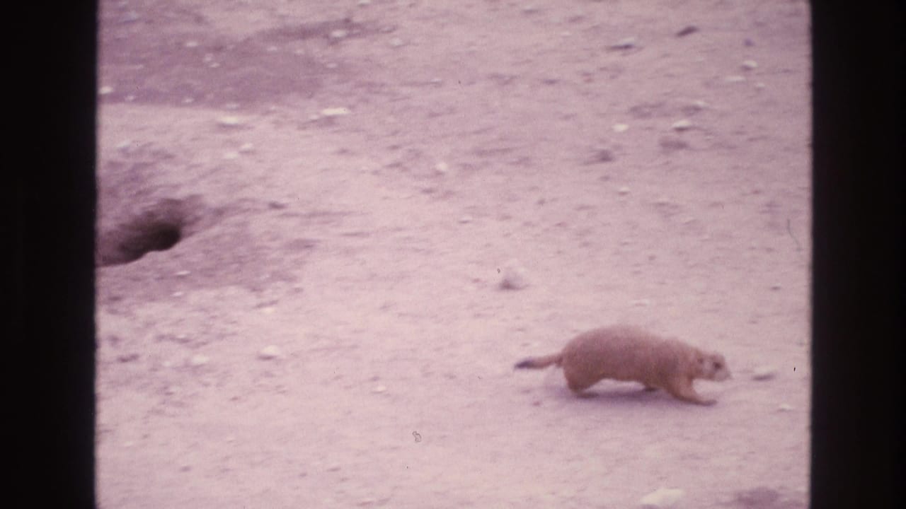 Prairie dog moving across sandy ground near a burrow opening.