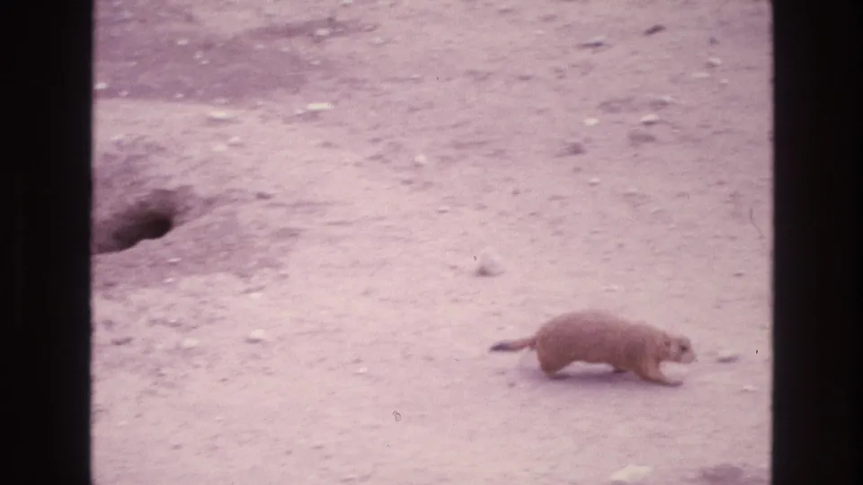 A prairie dog scurries across sandy New Mexico ground near a dark burrow opening in 1973 8mm home-movie footage.