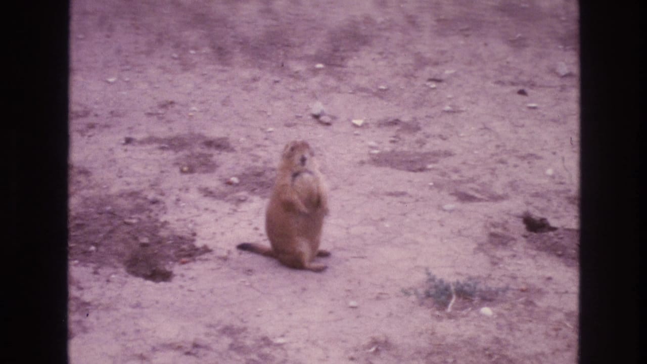 Prairie dog standing upright on sandy soil with sparse vegetation nearby.