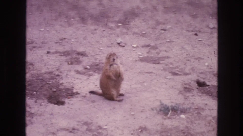 A prairie dog stands upright on its hind legs in an arid New Mexico landscape, seen in faded 1973 8mm footage.