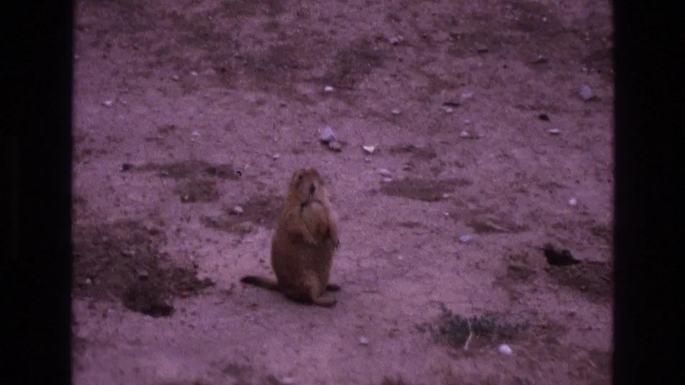 A prairie dog remains upright in the sandy open habitat of New Mexico, framed by the soft grain and faded color of 1973 8mm film.