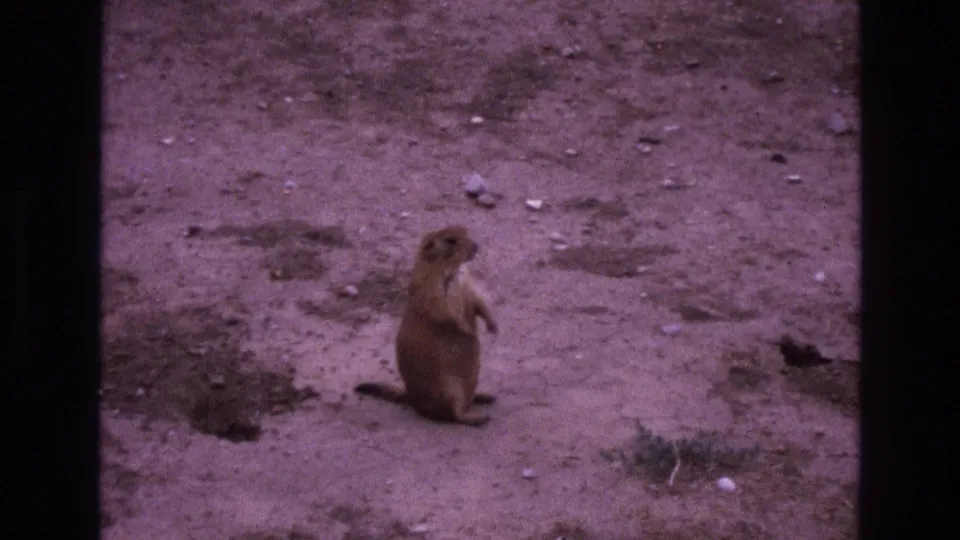 A prairie dog stands alert beside sparse scrub and pebbled sandy soil in a short 1973 New Mexico 8mm wildlife shot.