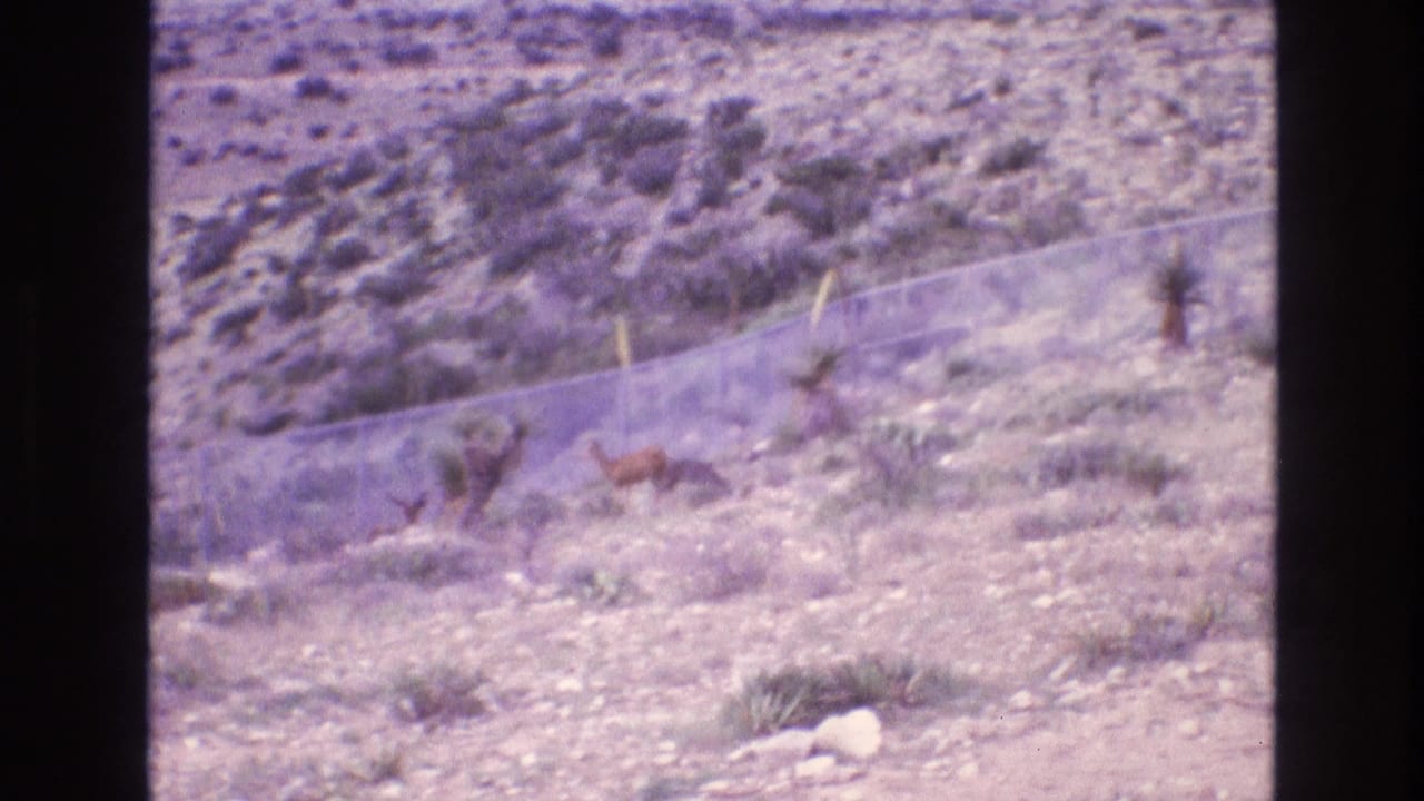 1973 New Mexico 8mm frame showing rocky arid ground, scattered desert plants, a chain-link fence, and small brown animals moving near the fence line.