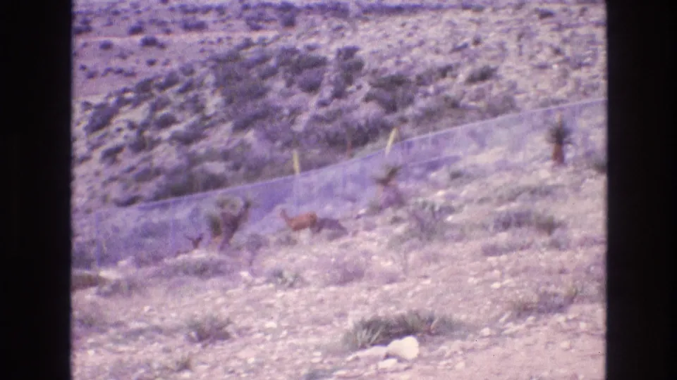 1973 New Mexico 8mm frame showing rocky arid ground, scattered desert plants, a chain-link fence, and small brown animals moving near the fence line.
