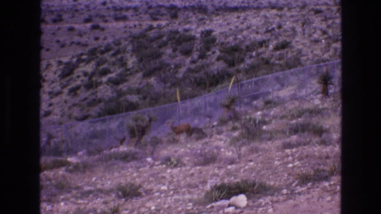 1973 New Mexico home-movie frame with a chain-link fence crossing a rocky desert hillside and small brown wildlife visible among shrubs.
