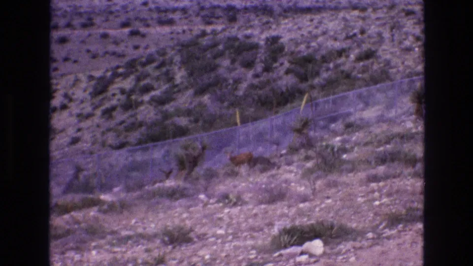 1973 New Mexico 8mm frame showing purple-shifted desert terrain, sparse shrubs, a chain-link fence, and a small animal moving through the lower middle of the scene.