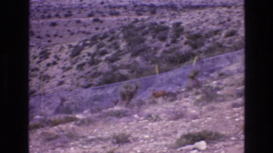 1973 New Mexico home-movie frame showing a wider arid landscape with scrub-covered rocky ground, a chain-link fence, and small wildlife near the fence line.
