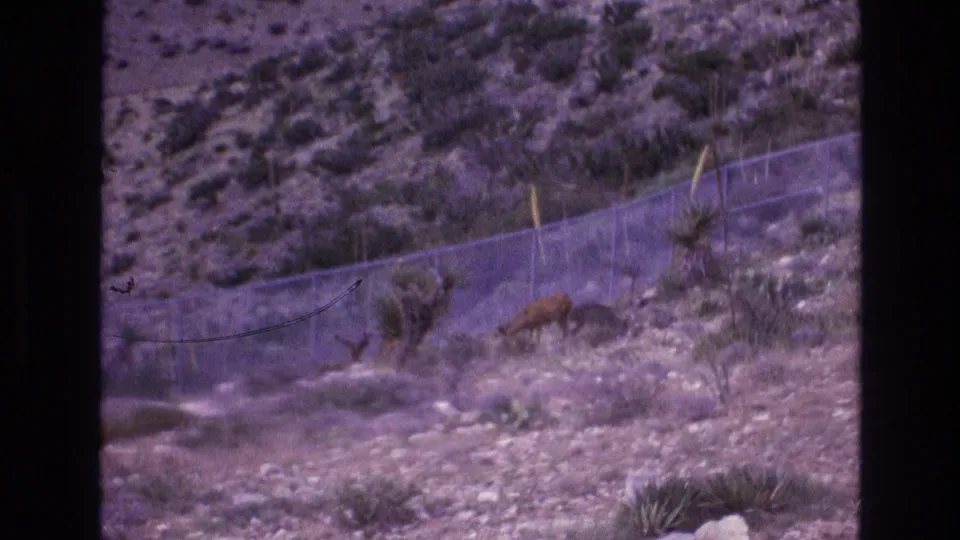 1973 New Mexico 8mm frame showing an adult deer and small fawn grazing below a chain-link fence among rocks and desert shrubs.