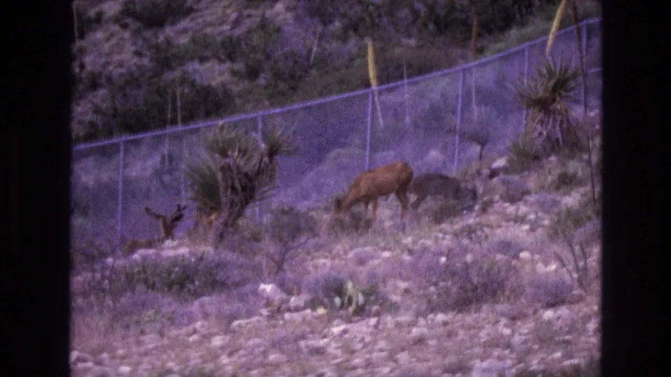 1973 New Mexico 8mm frame with an adult deer feeding on a scrubby hillside as a small fawn remains nearby beside yucca-like plants and a fence.