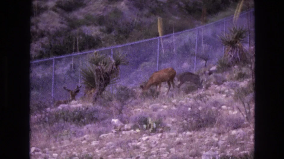 1973 New Mexico 8mm frame showing an adult deer with its head down grazing while a fawn stands close on a rocky desert hillside below a chain-link fence.