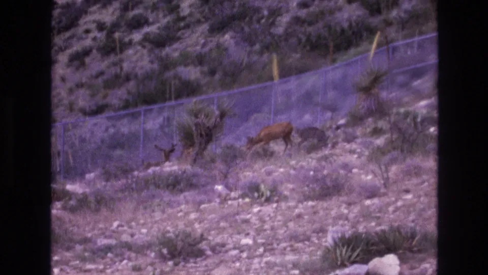 1973 New Mexico 8mm frame with a deer and fawn on a scrub-covered rocky slope near a chain-link fence, seen through aged purple-shifted film color.