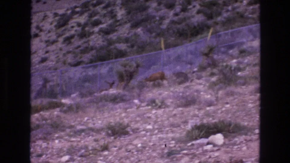 1973 New Mexico 8mm frame showing a small deer on a dry rocky hillside beside a chain-link fence, with scattered shrubs and yucca-like plants visible.