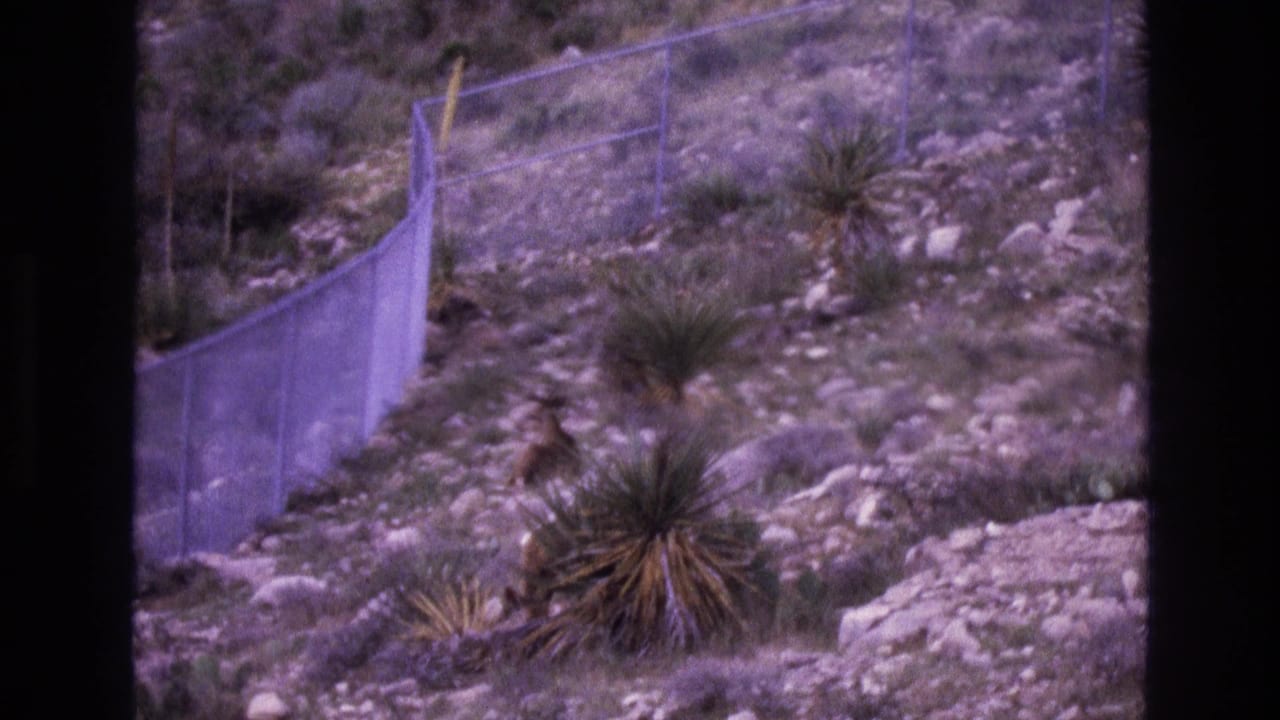 1973 New Mexico 8mm frame showing a rocky hillside with chain-link fencing, scattered desert vegetation, and yucca-like plants.