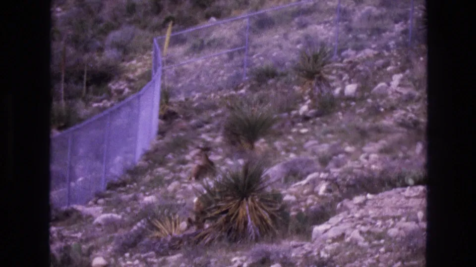 1973 New Mexico 8mm frame showing a rocky hillside with chain-link fencing, scattered desert vegetation, and yucca-like plants.