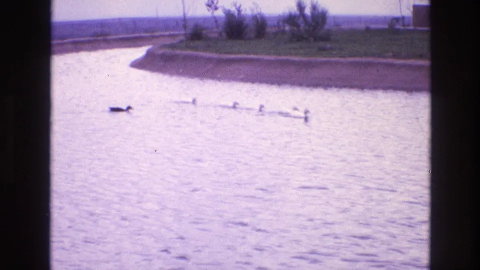 1973 New Mexico 8mm frame showing a duck leading ducklings across a lagoon near a curved bank and low shrubs.