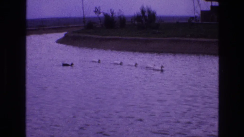 1973 New Mexico 8mm frame showing a duck and several ducklings in a line across rippled lagoon water beneath a muted sky.