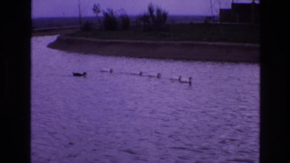 1973 New Mexico 8mm frame showing a duck with ducklings spread across lagoon water, with a curved shoreline and low vegetation behind them.