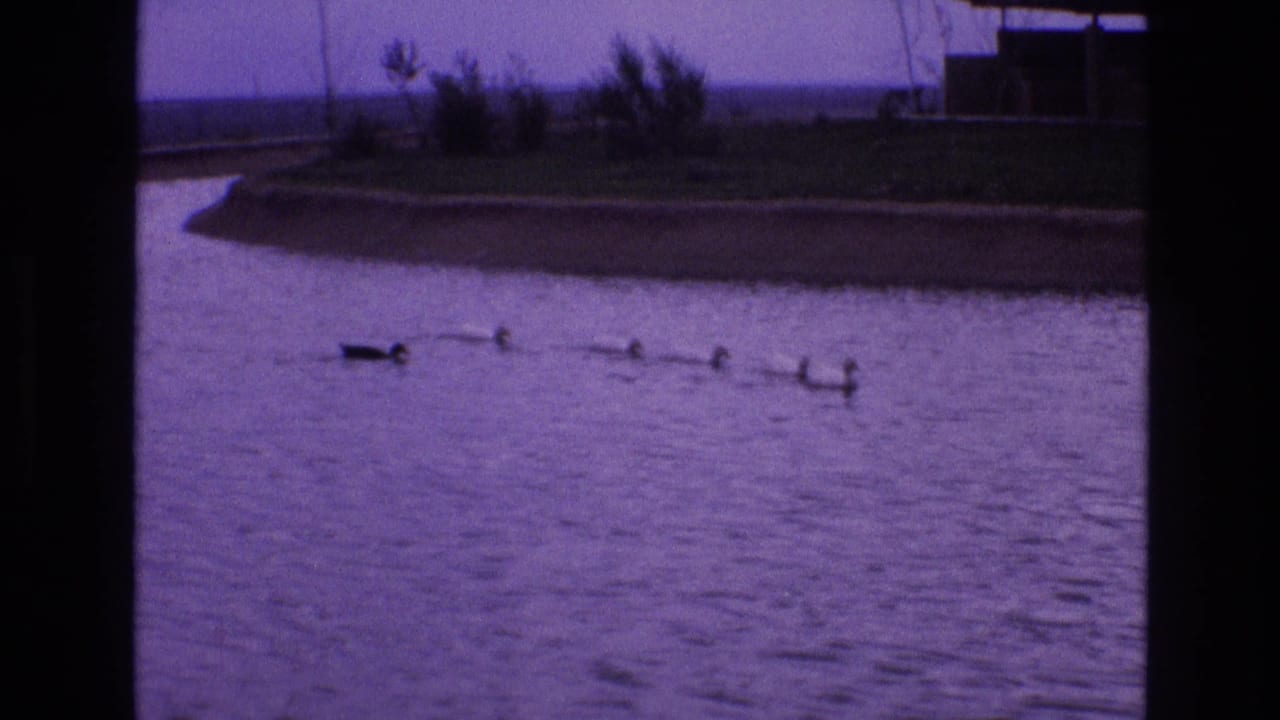Adult duck and ducklings swim across a pond near a grassy shoreline.