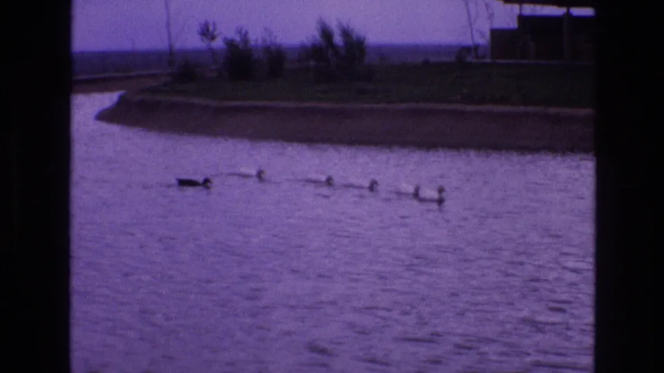 In 1973 New Mexico home-movie footage, an adult duck or waterfowl leads several ducklings across rippled pond water with grass, shrubs, and distant structures behind them.