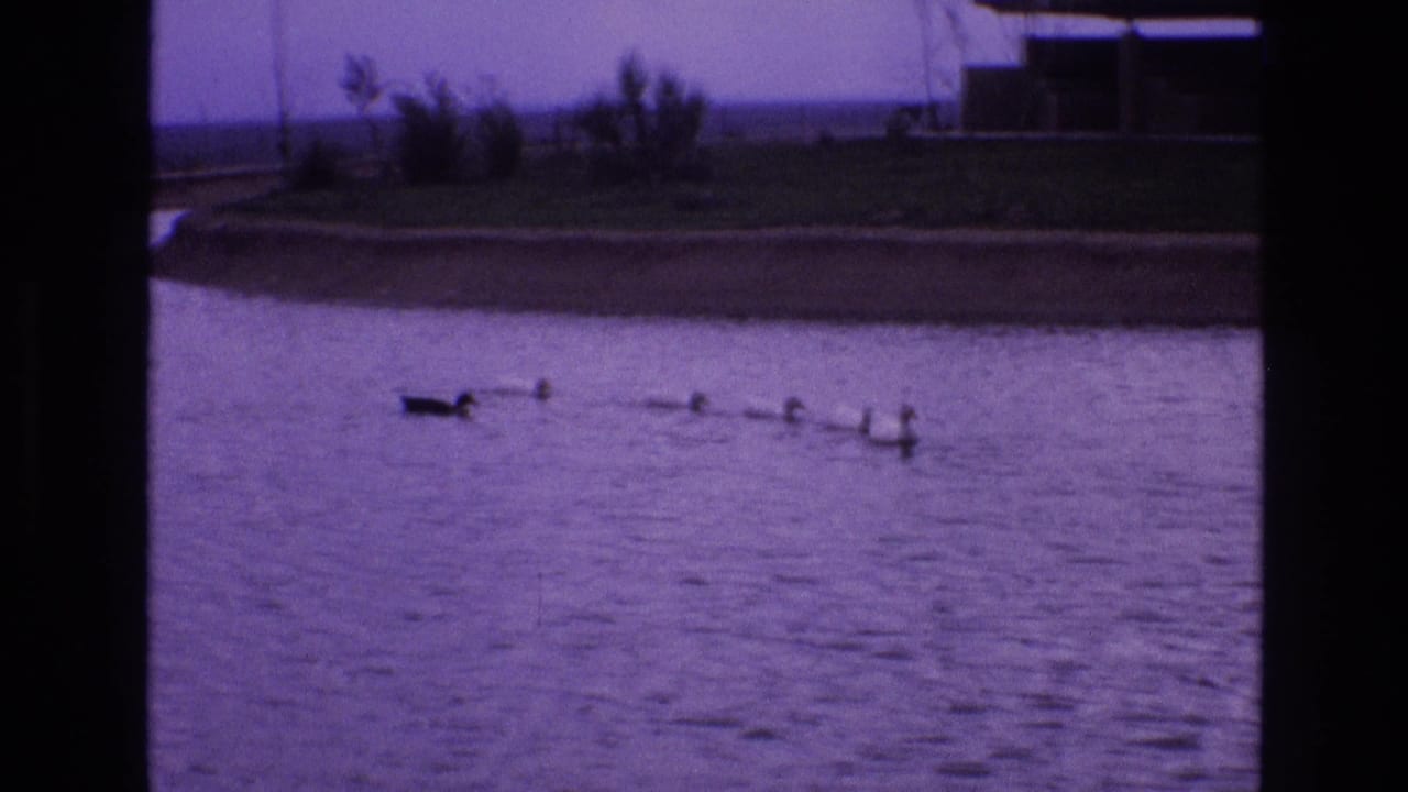 The adult bird remains ahead of a small line of ducklings on calm pond water, with the New Mexico outdoor shoreline and distant building edges visible in soft 8mm color.