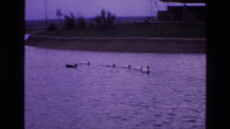 The adult bird remains ahead of a small line of ducklings on calm pond water, with the New Mexico outdoor shoreline and distant building edges visible in soft 8mm color.